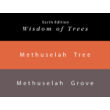 Töltőtolltinta 65ml+15ml Colorverse - Methuselah & Metuselah Grove