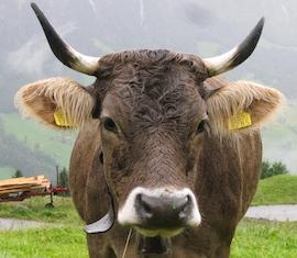 Kör, ökör, marhafülszőr Kör, ökör, marhafülszőr