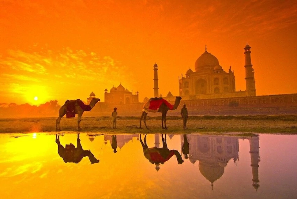 Camel